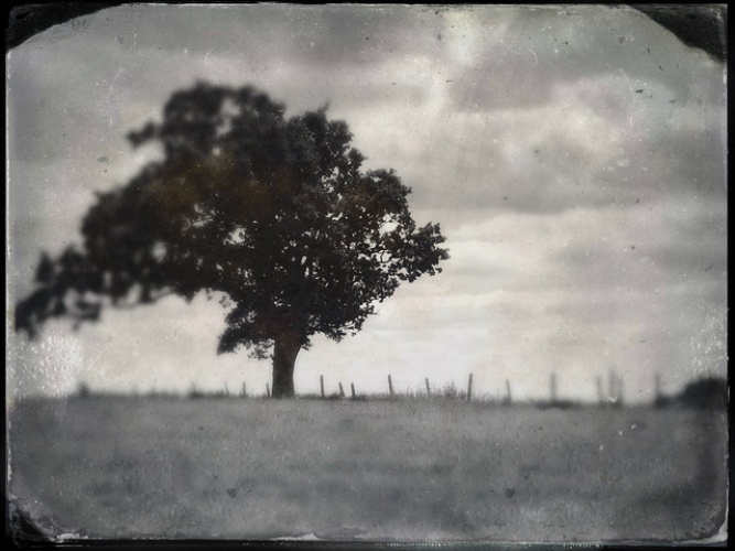 tree tintype.jpeg